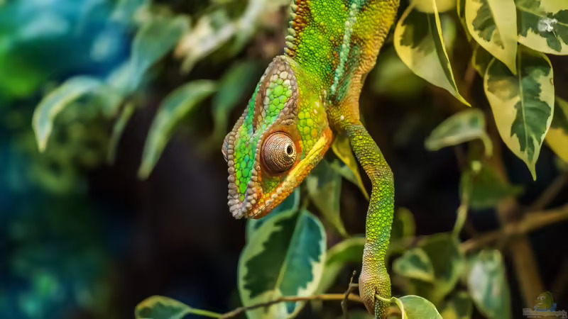 Blog: Seltene Reptilien in der Terraristik: außergewöhnliche Arten verantwortungsvoll halten (8392)