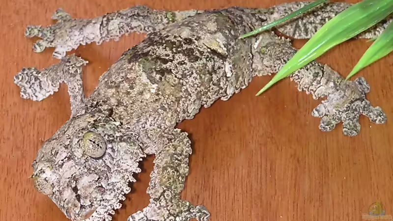 Blog: Seltene Reptilien in der Terraristik: außergewöhnliche Arten verantwortungsvoll halten (8392)