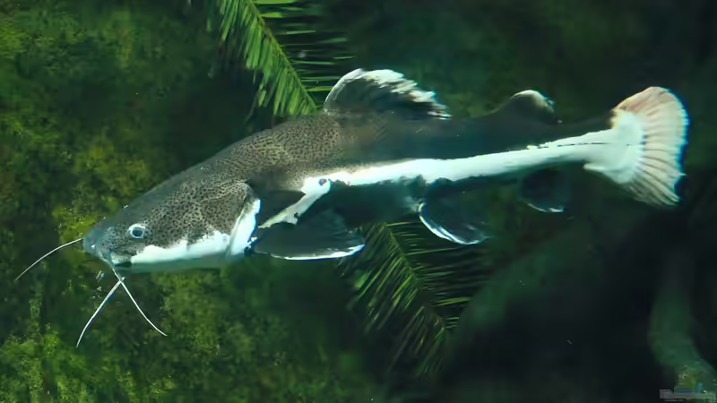 Blog: Seltene Süßwasserraubfische richtig füttern (5679)