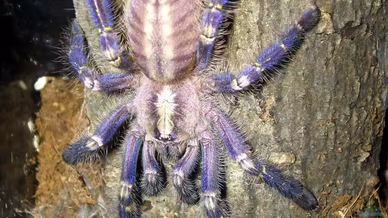 Blog: Seltene Terrariumtiere in Deutschland - Exotische Vielfalt hinter Glas (7389)