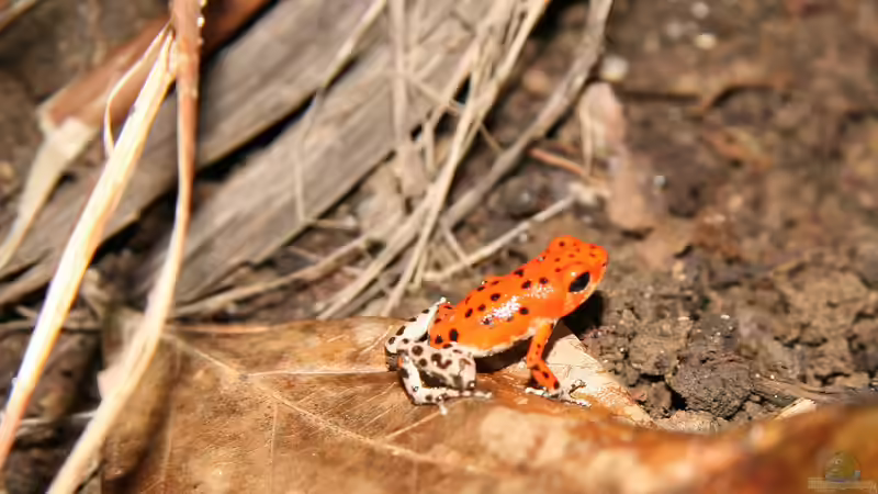 Blog: Seltene Terrariumtiere in Deutschland - Exotische Vielfalt hinter Glas (7389)