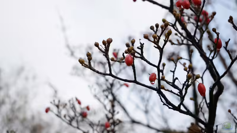 Blog: Sind die Früchte der Kornelkirsche essbar und welchen ökologischen Nutzen hat sie im Garten? (7957)