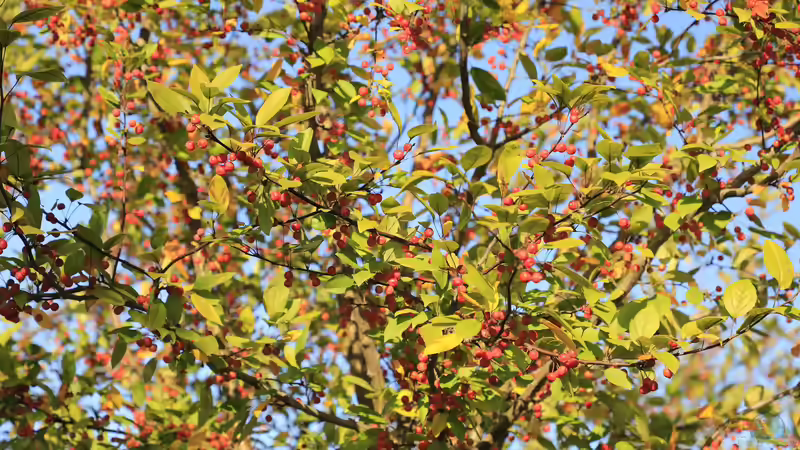 Blog: Sind die Früchte der Kornelkirsche essbar und welchen ökologischen Nutzen hat sie im Garten? (7957)