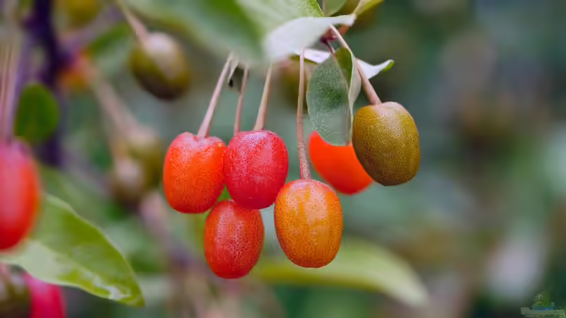 Blog: Sind die Früchte der Kornelkirsche essbar und welchen ökologischen Nutzen hat sie im Garten? (7957)