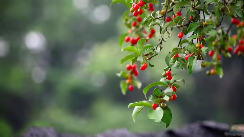 Blog: Sind die Früchte der Kornelkirsche essbar und welchen ökologischen Nutzen hat sie im Garten? (7957)