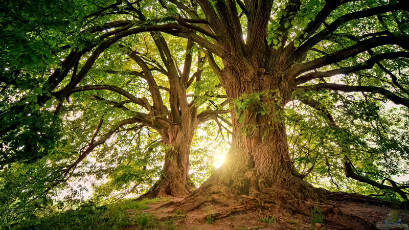 Blog: Sind Eichen für den Garten geeignet? Eigenschaften, Vorteile, Herausforderungen und praktische Erfahrungen (7811)