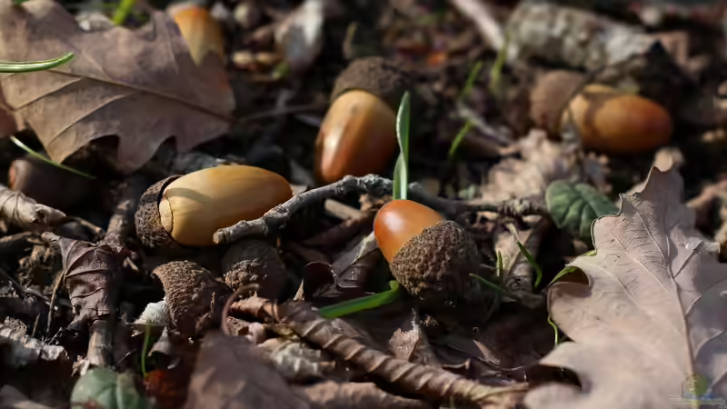 Blog: Sind Eichen für den Garten geeignet? Eigenschaften, Vorteile, Herausforderungen und praktische Erfahrungen (7811)
