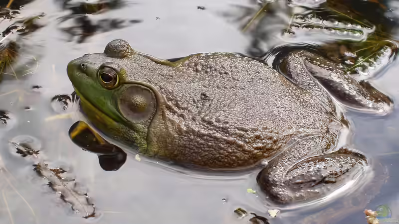 Blog: Sind Ochsenfrösche invasiv? - Ein umfassender Terrarium-Guide zu einem umstrittenen Amphibienriesen (7465)