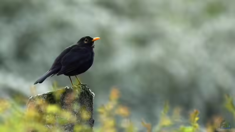 Blog: Singvögel: Die beliebteste Vogelgruppe in heimischen Gärten (7854)