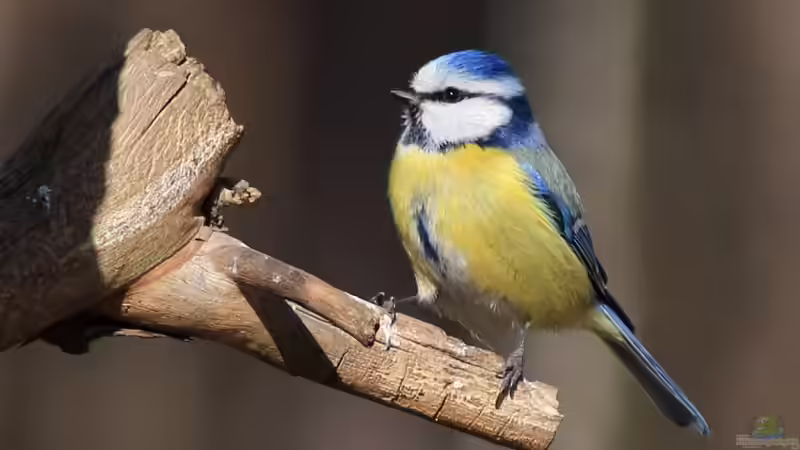 Blog: Singvögel: Die beliebteste Vogelgruppe in heimischen Gärten (7854)
