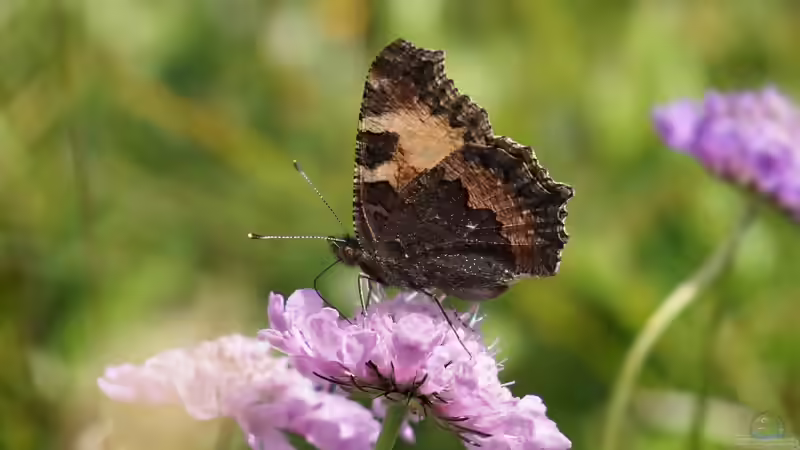Blog: Skabiosen - filigrane Dauerblüher für sonnige Beete und naturnahe Gärten (8186)