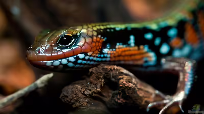 Blog: Skinke - Faszinierende Echsen zwischen Anpassungskünstlern und Terrarientraum (7548)