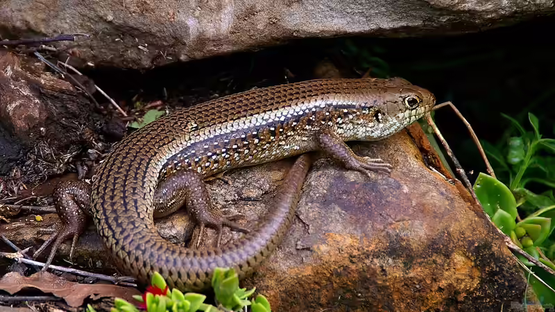 Blog: Skinke - Faszinierende Echsen zwischen Anpassungskünstlern und Terrarientraum (7548)
