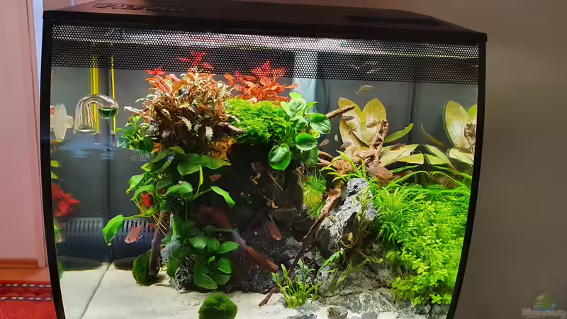 Blog: So finden Aquascaper die passende Aquarienkombination (6872)