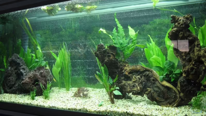 Blog: So findest du das richtige Deko-Holz für dein Aquarium  (6861)