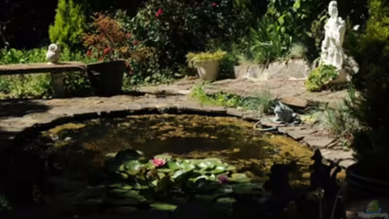 Blog: So kombinierst du einen Teich mit Gartenpflanzen in einem einzigen Design (7826)