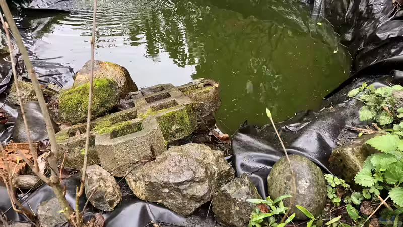 Blog: So pflege ich meinen Teich, mein Biotop (5353)
