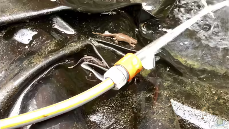 Blog: So pflege ich meinen Teich, mein Biotop (5353)