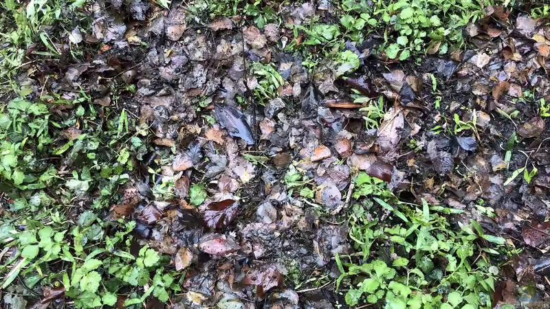 Blog: So pflege ich meinen Teich, mein Biotop (5353)