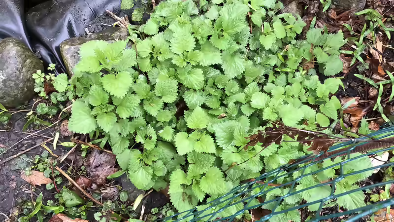 Blog: So pflege ich meinen Teich, mein Biotop (5353)