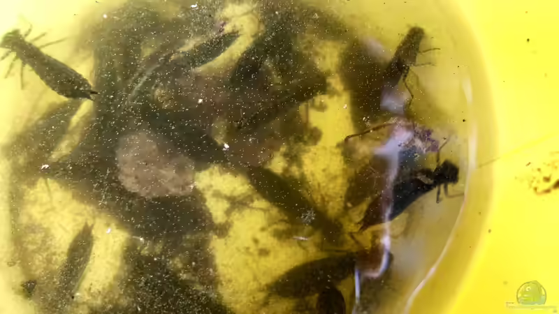Blog: So pflege ich meinen Teich, mein Biotop (5353)