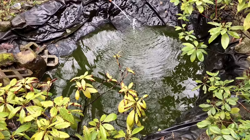 Blog: So pflege ich meinen Teich, mein Biotop (5353)