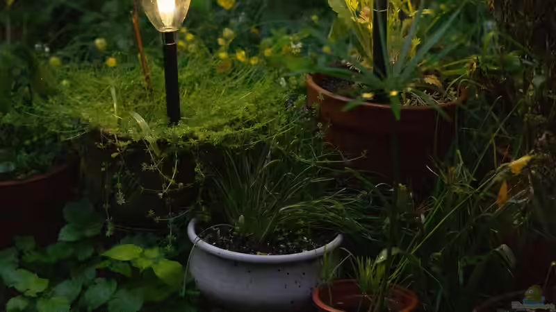 Blog: Solarleuchten: Nachhaltige Beleuchtung für jeden Garten (7403)