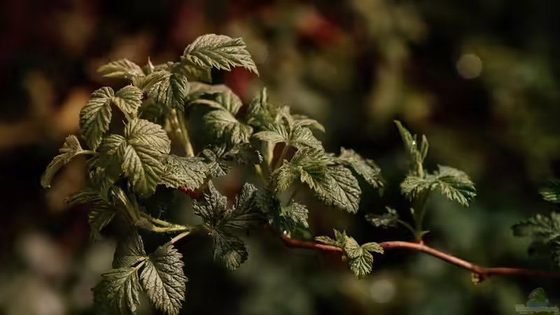 Blog: Sommerpflege bei Himbeeren: Schnitt, Auslichtung und Stärkung zum richtigen Zeitpunkt (7119)
