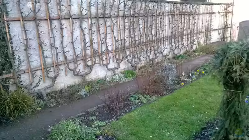 Blog: Spalierobst: Kreativer Obstgarten für kleine Flächen und stilvolle Gärten (7349)