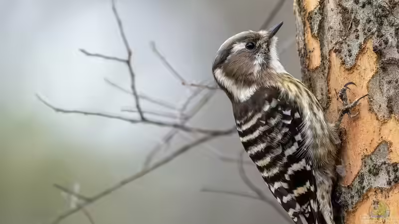 Blog: Spechte in Deutschland – Arten, Lebensräume und ihre Bedeutung im Garten (6505)