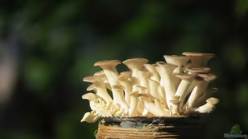 Blog: Speisepilze im eigenen Garten anbauen: So gehts! (6513)
