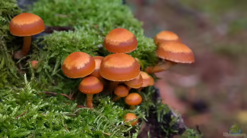 Blog: Speisepilze im eigenen Garten anbauen: So gehts! (6513)