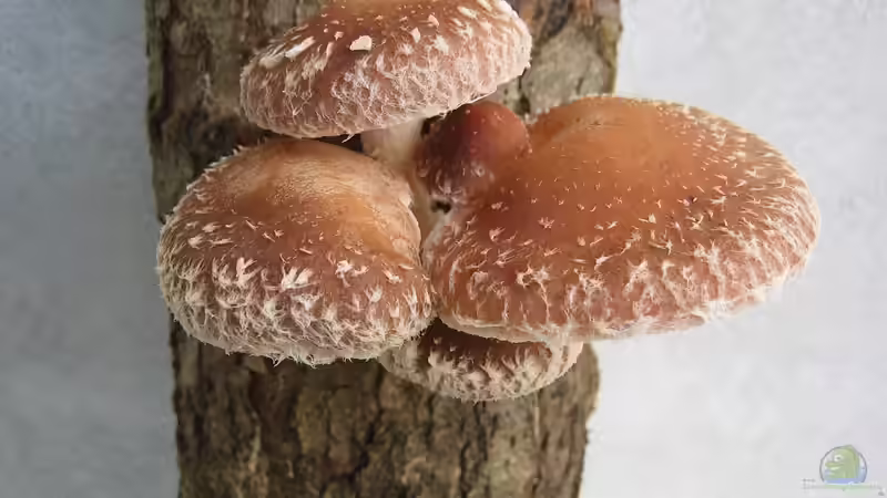 Blog: Speisepilze im eigenen Garten anbauen: So gehts! (6513)