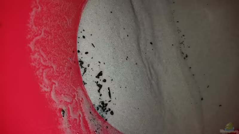 Blog: Spielsand: Der geeignete Bodengrund für dein Aquarium? (6578)