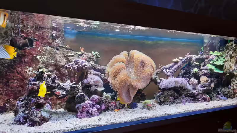 Blog: Spurenelemente im Meerwasseraquarium - Unsichtbare Schlüssel für gesunde Korallen und stabile Riffsysteme (7683)