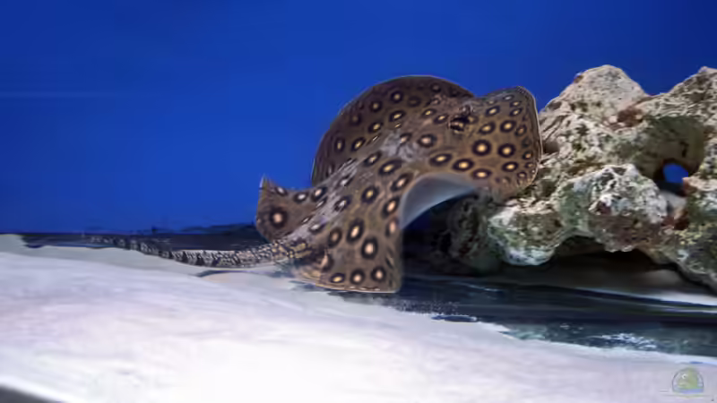 Blog: Stachelrochen im Aquarium: Was tun, wenn du gestochen wirst? (7969)