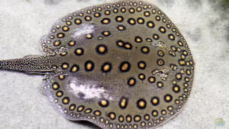 Blog: Stachelrochen im Aquarium: Was tun, wenn du gestochen wirst? (7969)