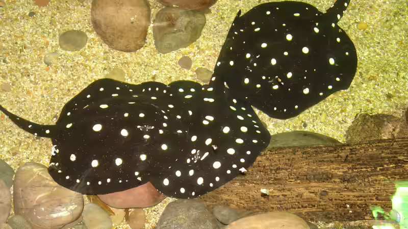 Blog: Stachelrochen im Aquarium: Was tun, wenn du gestochen wirst? (7969)