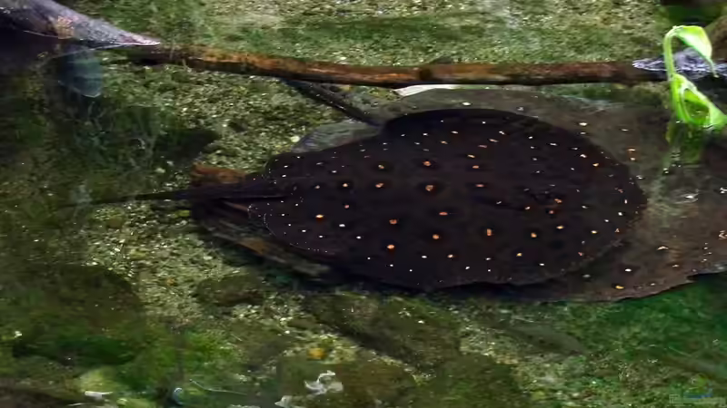 Blog: Stachelrochen im Aquarium: Was tun, wenn du gestochen wirst? (7969)