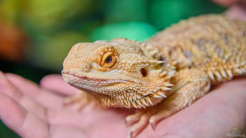 Blog: Start in die Reptilienhaltung: So gelingt er mit Bartagamen (7847)