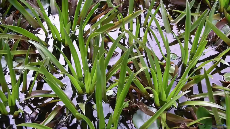 Blog: Stratiotes aloides - Die Krebsschere als natürlicher Wasserklärer (7146)