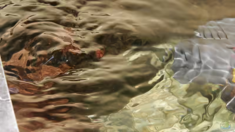 Blog: Strömung im Aquarium - Warum sie so wichtig ist und wie du sie richtig einstellst (7410)
