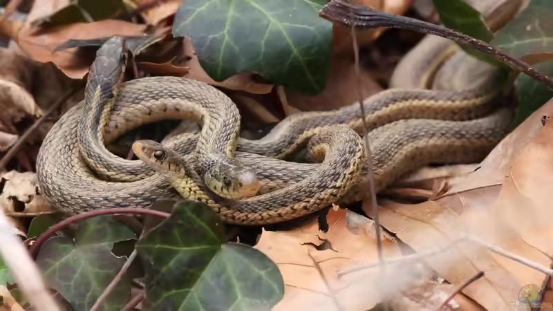 Blog: Strumpfbandnattern der Gattung Thamnophis: Haltung, Arten, Verhalten und Besonderheiten (8146)