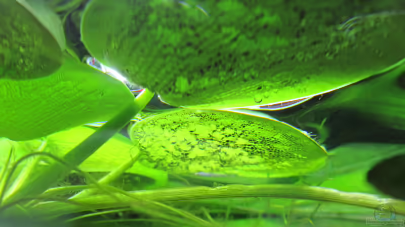 Blog: Südamerikanischer Froschbiss-Limnobium laevigatum (5091)