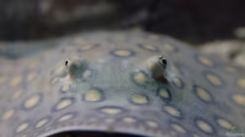 Blog: Süßwasserstachelrochen richtig füttern: Das musst du beachten! (6545)