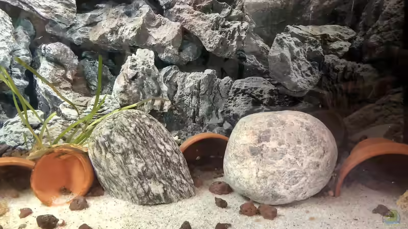Blog: Sü??wasser Schleimfische aus dem Gardasee (5481)