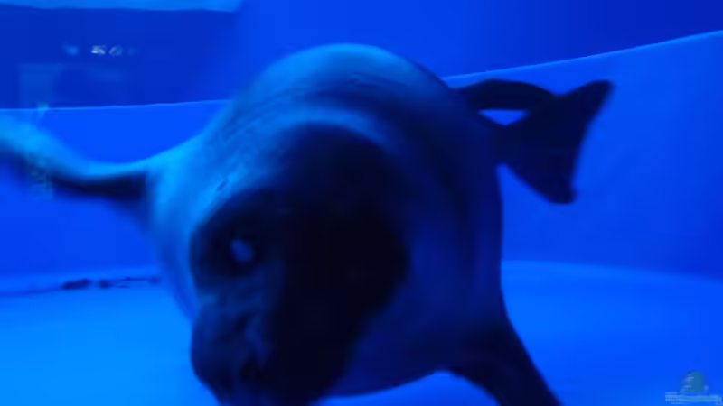 Blog: Sunshine Aquarium in Ikebukuro, Tokio - Das faszinierende Meeresparadies über den Dächern der Stadt (7382)