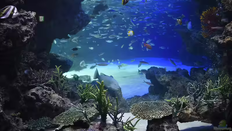 Blog: Sunshine Aquarium in Ikebukuro, Tokio - Das faszinierende Meeresparadies über den Dächern der Stadt (7382)