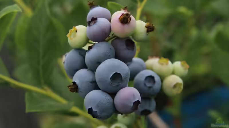 Blog: Superfood aus dem eigenen Garten (7967)