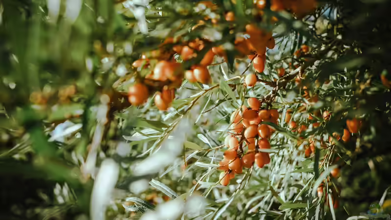 Blog: Superfood aus dem eigenen Garten (7967)